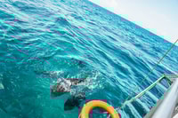 Cairns, Green Island & Great Barrier Reef Sailing Tour - Housity