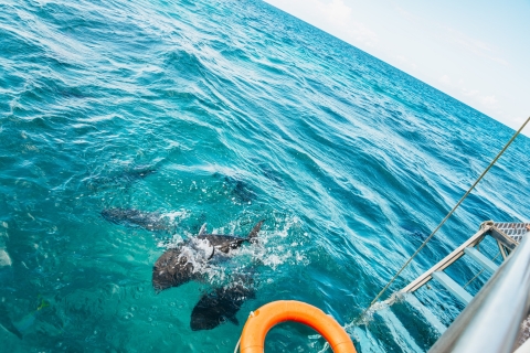 Cairns: Green Island & Great Barrier Reef Sailing Tour Barrier Reef Full-Day Cruise