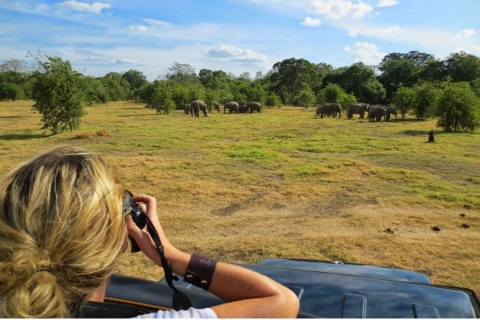 Z Dambulli: całodniowe safari w Parku Narodowym Minneriya