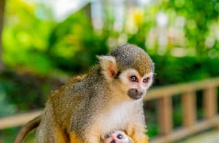Punta Cana: Halbtägige Safari durch Monkey Land und Plantage