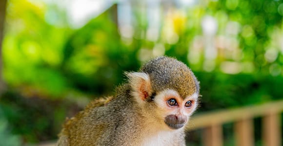Punta Cana: Monkeyland Half-Day Safari and Plantation