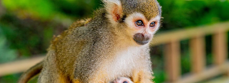 Punta Cana: safari di mezza giornata a Monkeyland e piantagione