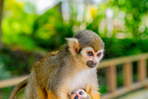 From Bayahibe: Half Day Monkeyland Safari