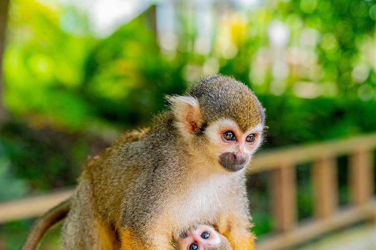 From Bayahibe: Half Day Monkeyland Safari