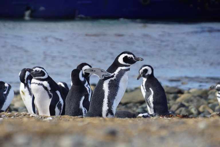 Punta Arenas: Ilha Magdalena - Passeio com pinguins e farol