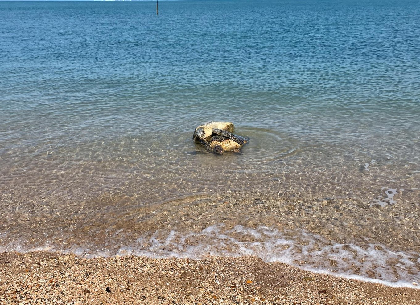 Jetski-tur ved Cape Cleveland