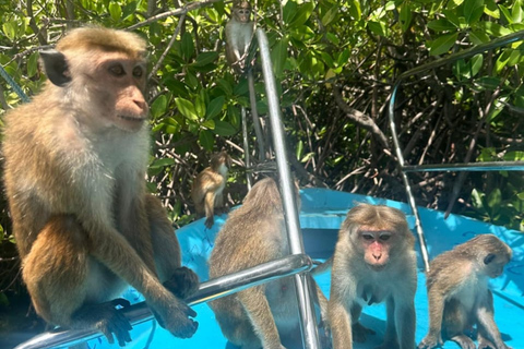 Negombo City Tour & Lagoon Boat safari with Fruit Tasting