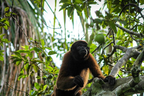 Aventura de un día completo en la Isla de los Monos.