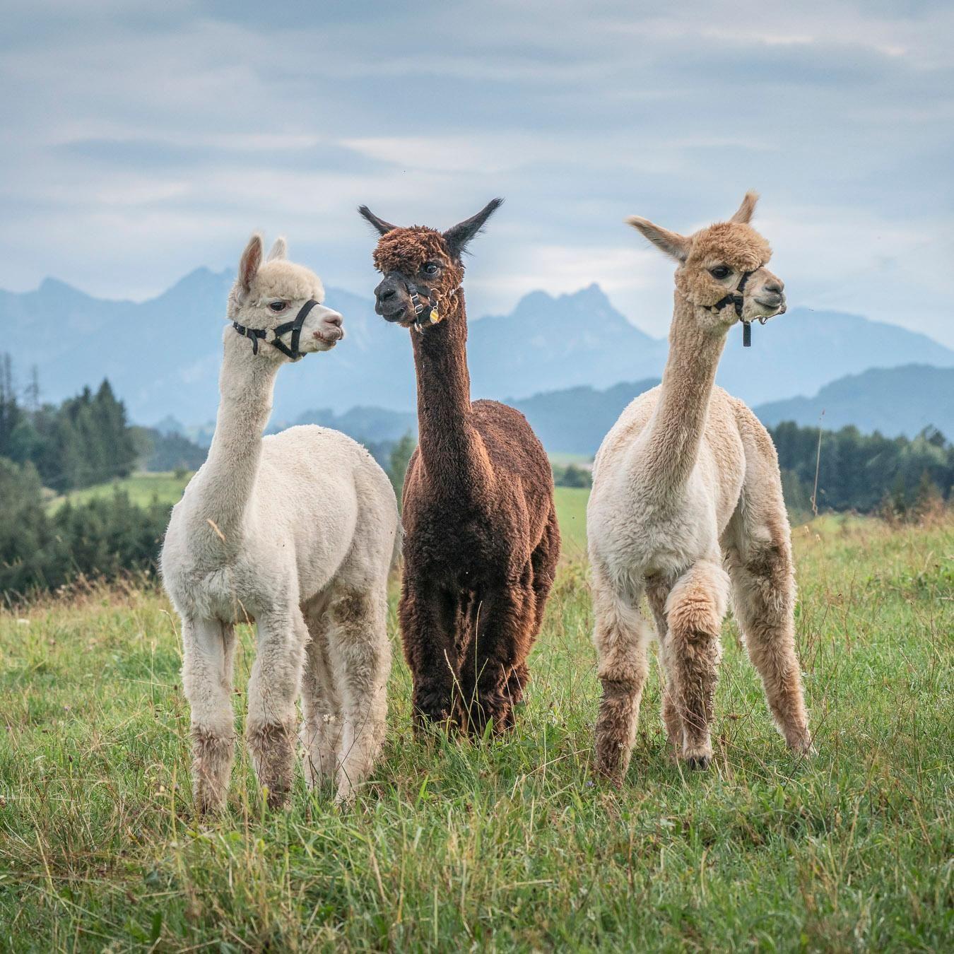 Allgäu: Alpaka-Wanderung (2,5 Stunden)