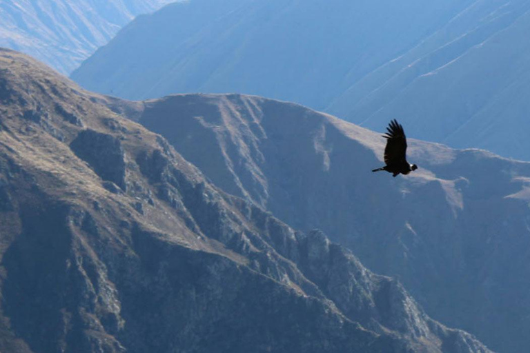 Da Arequipa: Tour di 1 giorno al Canyon del Colca + pranzo a buffet