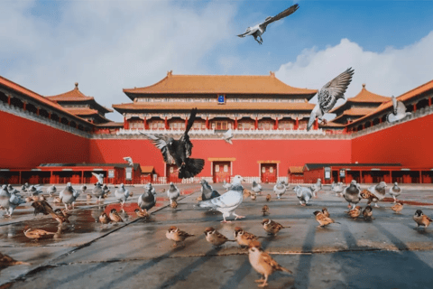 The Forbidden City + Jingshan Park (English Tour Guides)