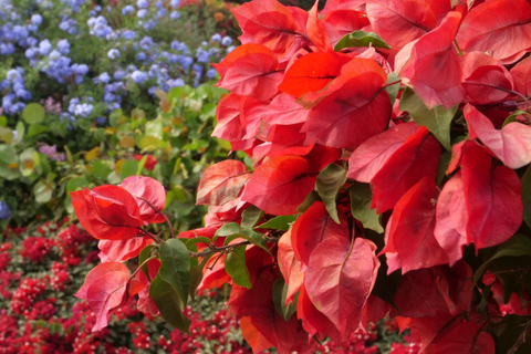 Lima: Skip-the-line Larco Museum Private Tour and Tickets 2-hour: Larco Museum Daytime Tour