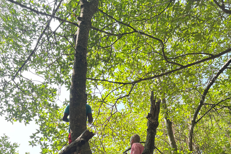 Bentota: River Boat Safari and Tuk-Tuk Ride with Pickup-Drop