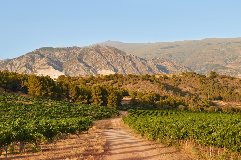 Barcelona: Tour of Siurana Castle and Cornudella Winery