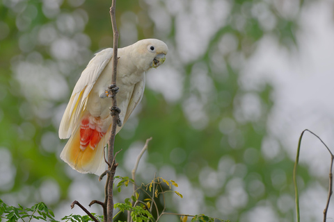 Puerto Princesa: Full-Day Birdwatching Tour with Guide