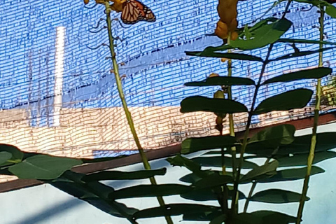 Puerto Plata: Countryside tour with Monkey Home, butterflies, and coffee