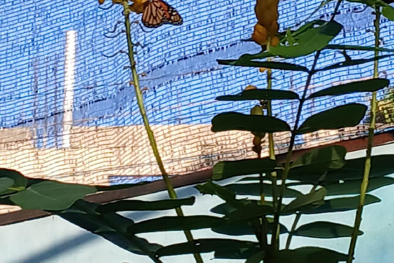 Puerto Plata: Countryside tour with Monkey Home, butterflies, and coffee