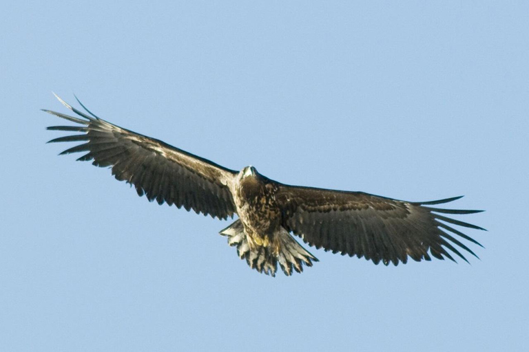 特罗姆瑟峡湾巡游——在索马罗伊岛停留峡湾巡游特罗姆瑟——途经索马罗伊岛