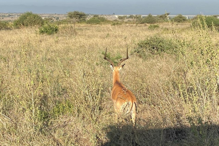 Parco nazionale di Nairobi, orfanotrofio degli elefanti e centro delle giraffeParco Nazionale di Nairobi, DSWT e Centro delle Giraffe senza ingresso