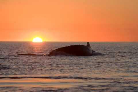 Dolfijnen zwemmen en snorkelen met privédinerarrangement bij zonsondergang