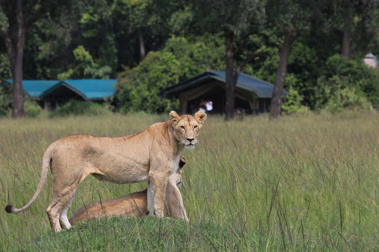 Nairobi: 5-Day Private Safari to Masai Mara & Lake Nakuru