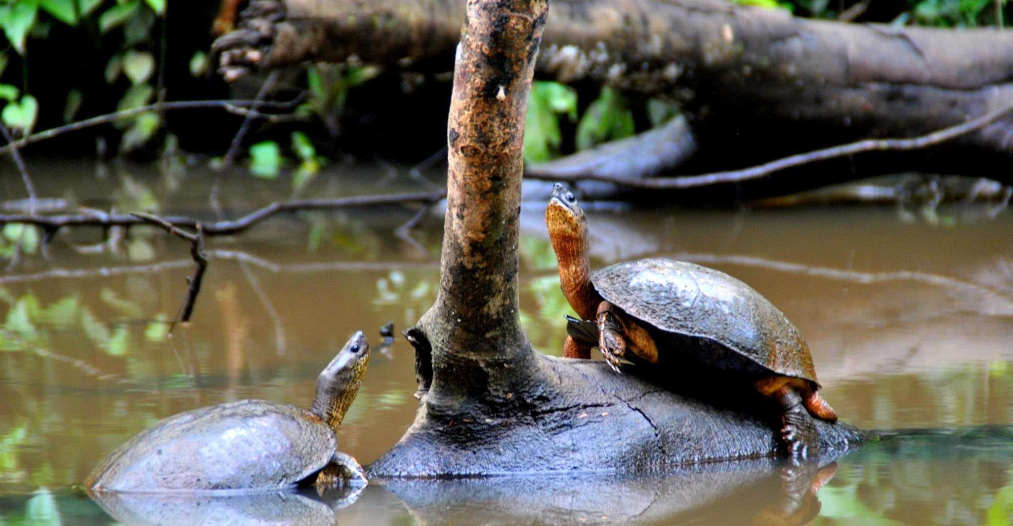 Tortuguero, Canoe Tour and Wildlife Spotting - Housity