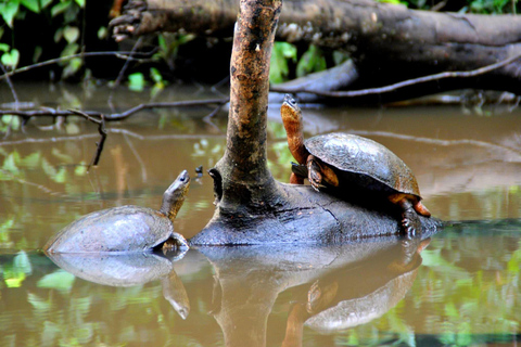 Tortuguero: Passeio de canoa e observação da vida selvagem