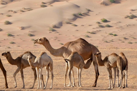 Safári de luxo com pernoite no deserto em Salalah