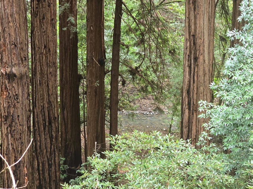 Muir Woods, Sausalito and Ferry back to Fisherman's Wharf image 3