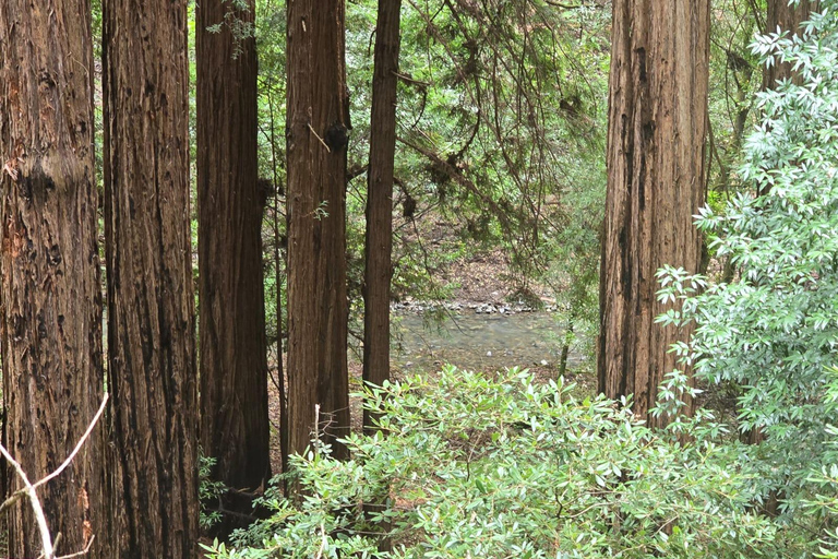 San Francisco: Muir Woods and Sausalito Entry Fee Included