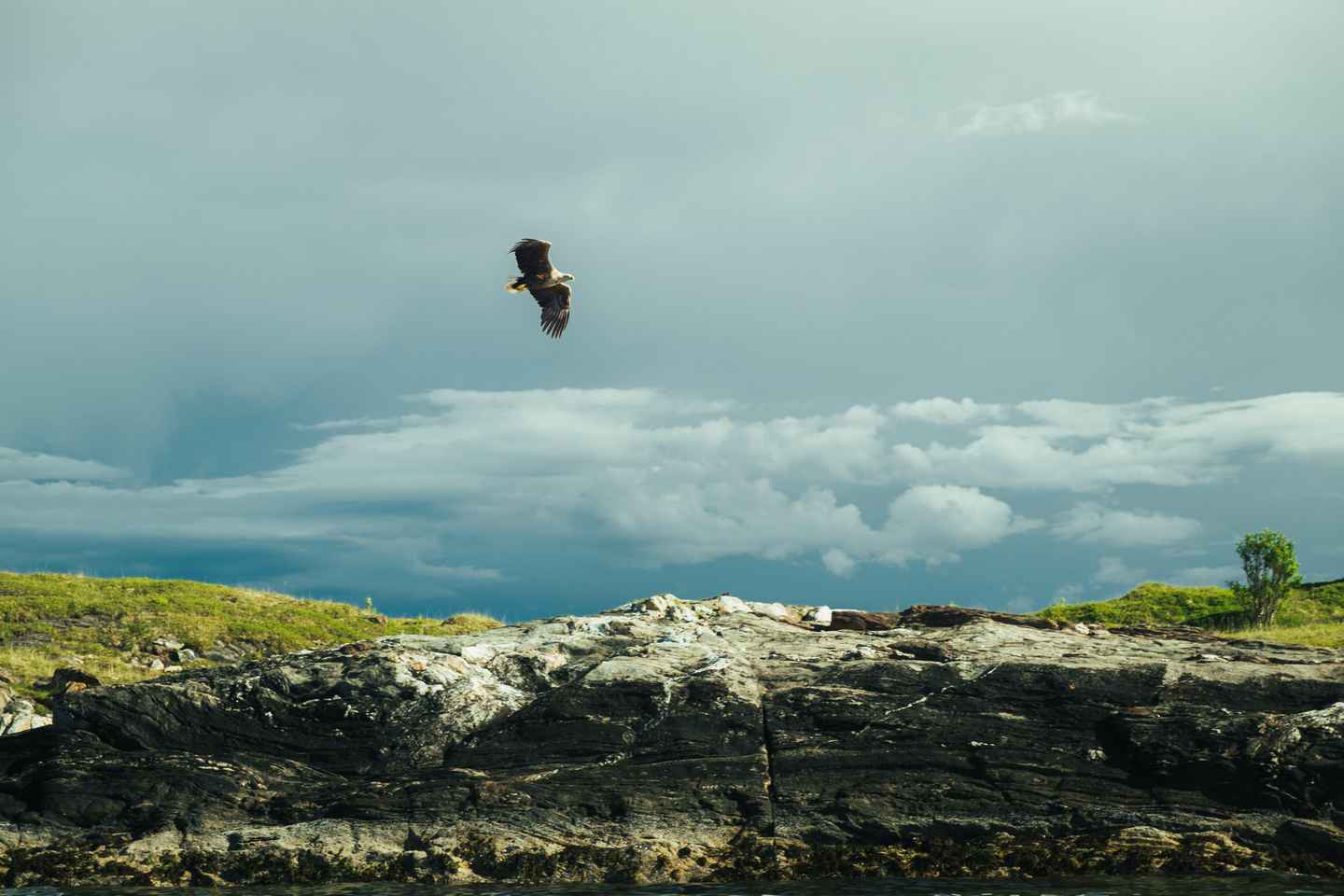 Bodø: Saltstraumen Sea Eagle Trip by RIB