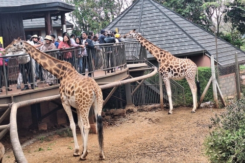 David Sheldrick Wildlife Trust & Giraffe Center avec déjeuner