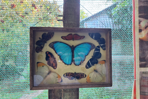 Iquitos: Pilpintuwasi Butterfly Farm and Native Communities