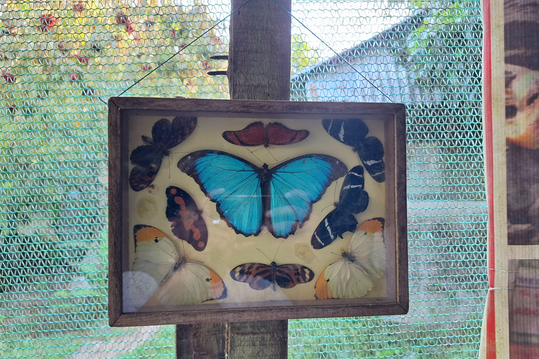 Iquitos: Pilpintuwasi Butterfly Farm and Native Communities