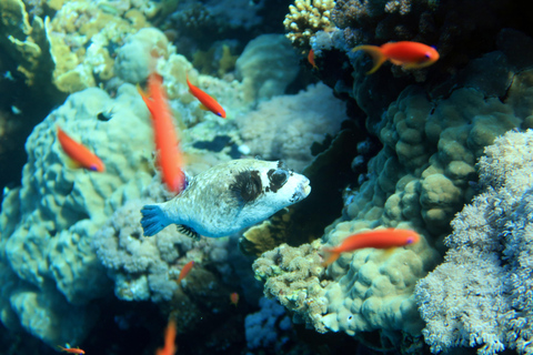 Sharm El Sheikh: Tiran Island Boat Diving & Snorkeling Intro Diving & Snorkeling – No Certification Required