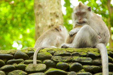 Ubud: Private Car Charter with Entry Fees Ubud Customizable Tour