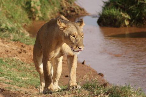 8-Day Luxury Flying Safari: Amboseli, Samburu and Masai Mara