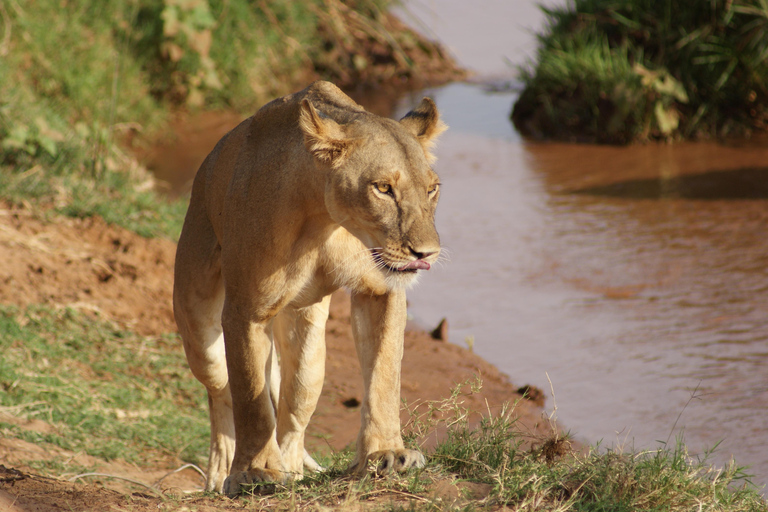 8-Day Luxury Flying Safari: Amboseli, Samburu and Masai Mara