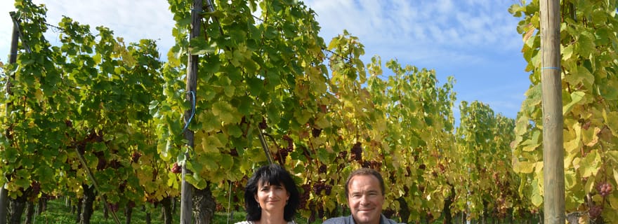 Gueberschwihr: cours d'oenologie et dégustation 12 vins et 5 amuse-bouches