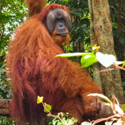 Medan: Bukit Lawang 1-Day Jungle Trek with Lunch