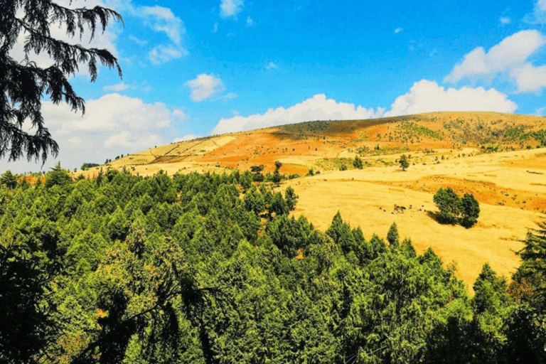 Von Addis Abeba: Tagesausflug zum Menagesha-WaldVon Addis Abeba: Tagesausflug in den Menagesha-Wald