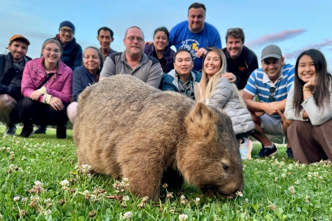 Sydney: Dzikie wombaty i doświadczenie kanguraSydney: Spacery z Wombats Experience