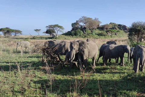 Safári de 5 dias em Tarangire, Serengeti, Ngorongoro e Manyara