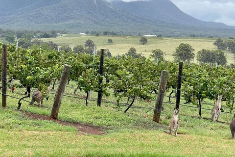 Hunter Valley Wine Tasting | Private Day Tour | From Sydney