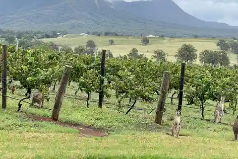 Hunter Valley Wine Tasting | Private Day Tour | From Sydney