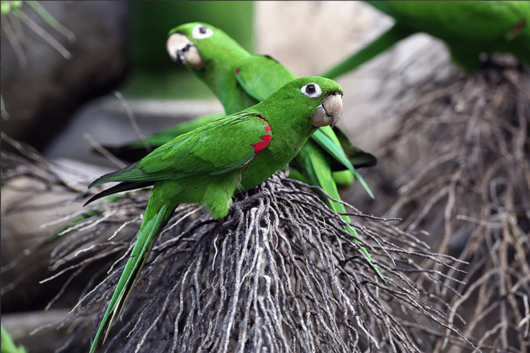 Los Haitises, Cayo Levantado & Playa Rincón from Samaná Port
