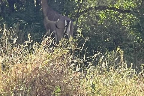 Mombasa: Tsavo East Early-Access Safari & Game Drives