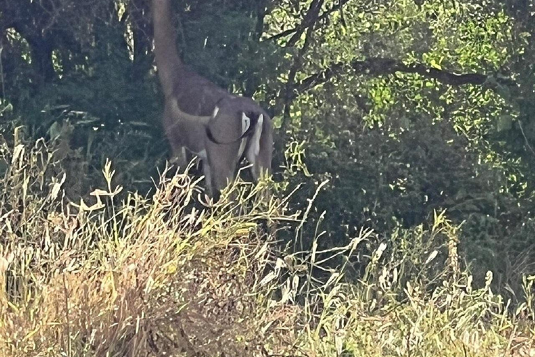 Mombasa: Tsavo East Early-Access Safari & Game Drives