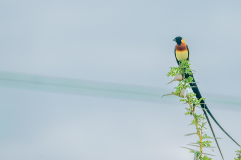 From Zanzibar: Overnight Selous G.R. Safari with Flightsshared safari