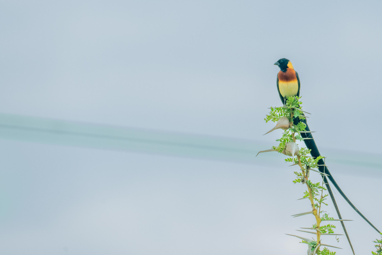 From Zanzibar: Overnight Selous G.R. Safari with Flightsshared safari